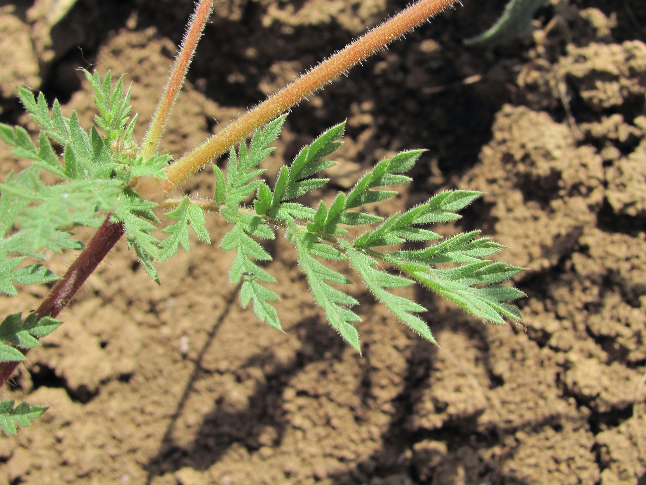 Изображение особи Erodium cicutarium.