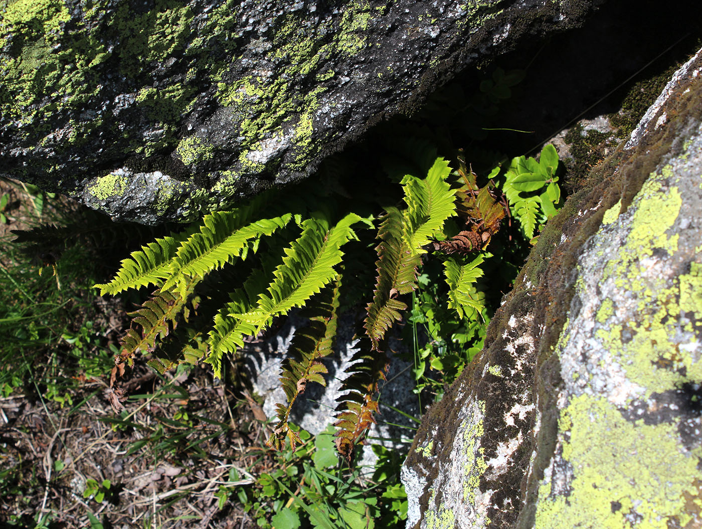 Изображение особи Polystichum lonchitis.