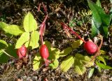 Rosa acicularis