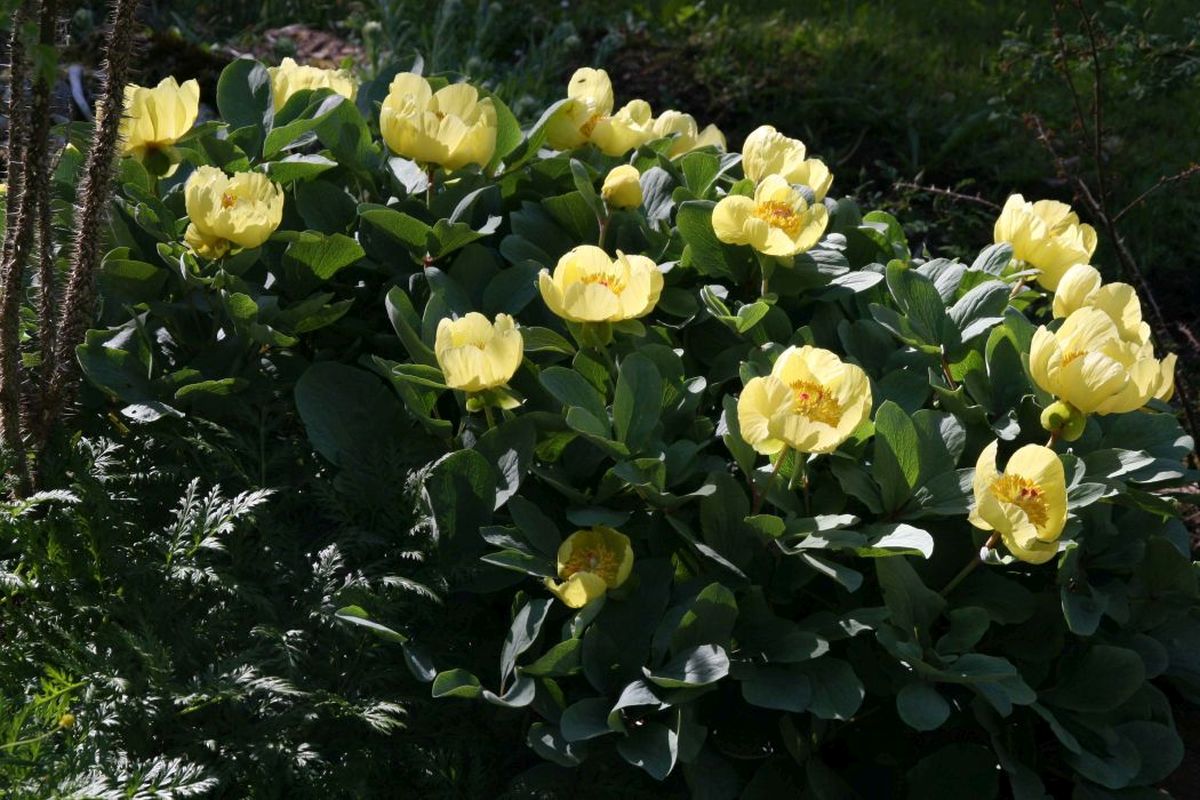 Изображение особи Paeonia wendelboi.