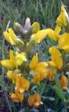 Thermopsis turkestanica