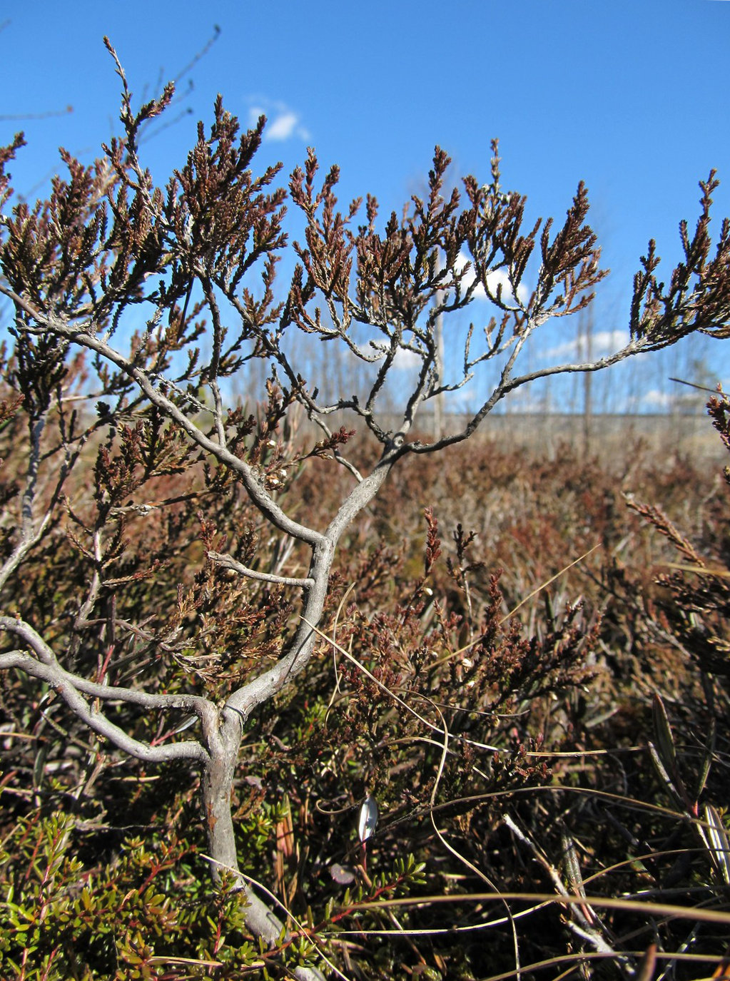 Image of Calluna vulgaris specimen.