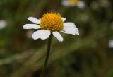 Anthemis cotula