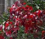 Parthenocissus quinquefolia