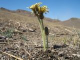 Taraxacum turcomanicum