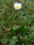 Bellis perennis. Цветущее растение. Польша, Нижнесилезское воеводство, Клодзский повят, г. Душники-Здруй, газон. 15.07.2010.