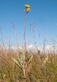 Sonchus подвид uliginosus