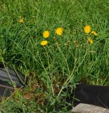 Sonchus subspecies uliginosus