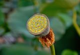 Nelumbo caspica