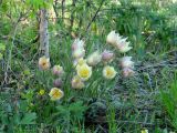 Pulsatilla orientali-sibirica