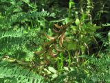 Astragalus falcatus. Верхушка побега с соплодием и листья. Северная Осетия, Алагирский р-н, долина р. Цеядон, ок. 2000 м н.у.м., опушка леса. 31.07.2021.
