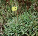 Papaver pseudocanescens