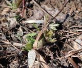 Anemone sylvestris