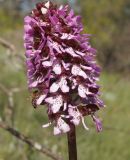 Orchis purpurea