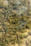 Elodea canadensis. Частично заиленные растения на прибрежном мелководье. Беларусь, Витебская обл., пос. Езерище, р. Оболь у плотины. 23.06.2023.