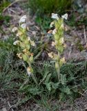 Pedicularis dubia