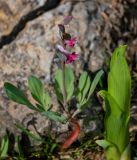 Corydalis ledebouriana