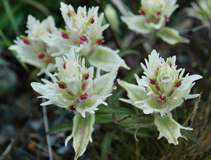 Изображение особи Castilleja hyparctica.