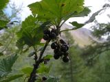 Ribes altissimum. Часть ветви с плодами. Алтай, Усть-Коксинский р-н, Катунский хр., крупноглыбовая осыпь над Кучерлинским озером; высота около 2000 м н.у.м. 03.08.2011.