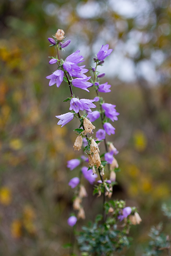 Изображение особи Campanula bononiensis.