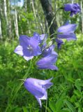 Campanula persicifolia. Соцветие. Тульская обл, Алексинский р-н, окр. дер. Новое Клейменово, опушка березняка. 22.06.2012.