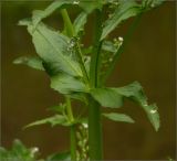 Veronica anagallis-aquatica. Часть побега с пазушным соцветием. Чувашия, окр. г. Шумерля, берег р. Паланка. 16 августа 2012 г.