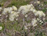 Thalictrum aquilegiifolium