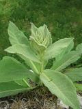 Verbascum phlomoides. Верхушка растения. Крым, Тарханкутский п-ов, пгт Черноморское, Воронцовский парк, скальный известняковый выступ. 14.05.2013.