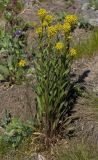 Erysimum hieraciifolium