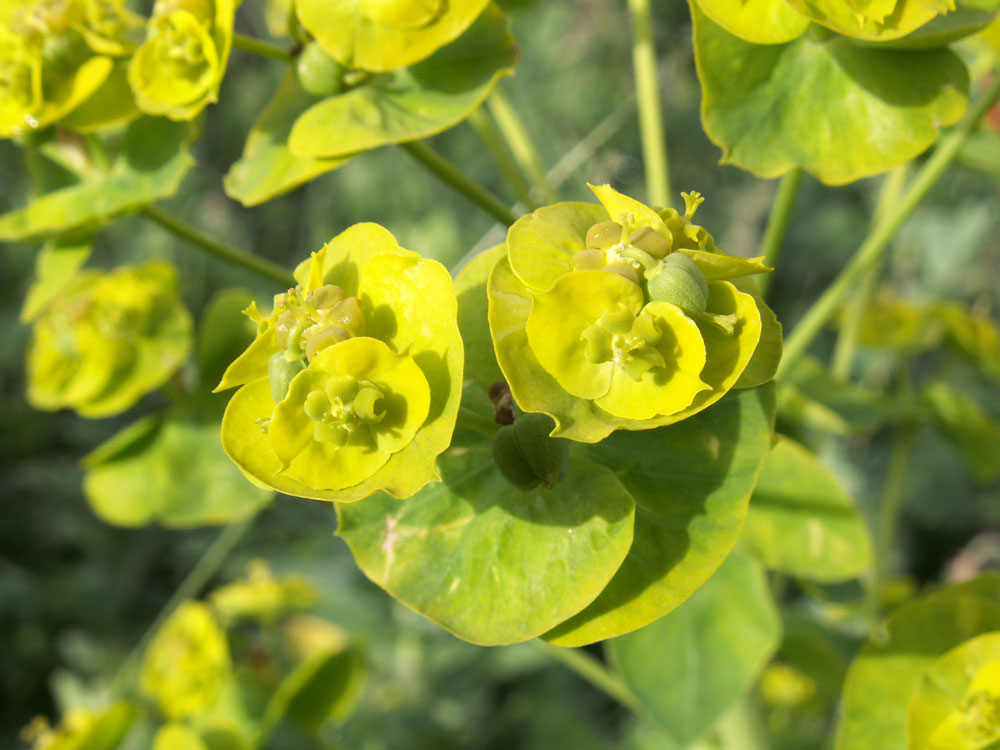 Изображение особи Euphorbia latifolia.