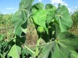 Abutilon theophrasti