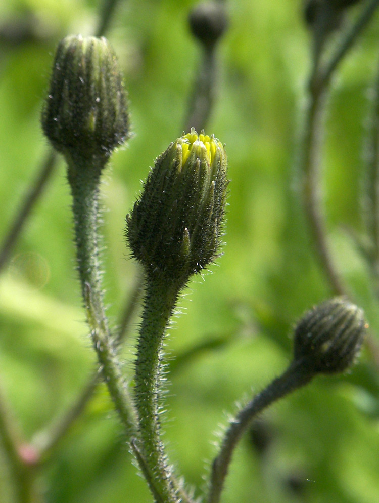 Изображение особи Hieracium prenanthoides.