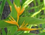 Heliconia angusta