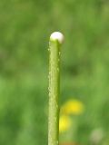 Papaver laevigatum. Обломанный цветонос с белым млечным соком. Украина, Донецкая обл., Кривая коса, песчано-ракушечниковая терраса, НПП \"Меотида\". 26.04.2014.