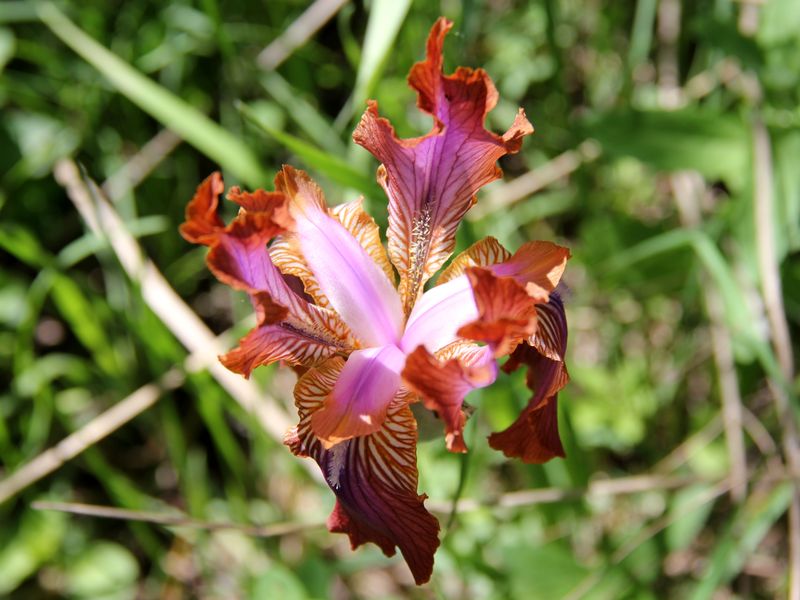 Изображение особи Iris stolonifera.