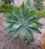 Agave attenuata. Вегетирующее растение. Израиль, впадина Мёртвого моря, пос. Эйн Бокек, в культуре. 12.05.2014.