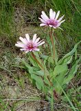 Tragopogon marginifolius. Цветущее растение. Астраханская область, окр. оз. Баскунчак, гора Большое Богдо. Май 2002 г.