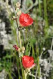 Sphaeralcea ambigua. Верхушка соцветия (культивар 'Louis Hamilton'). США, Калифорния, Санта-Барбара, ботанический сад. 18.02.2014.