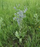 Eryngium planum