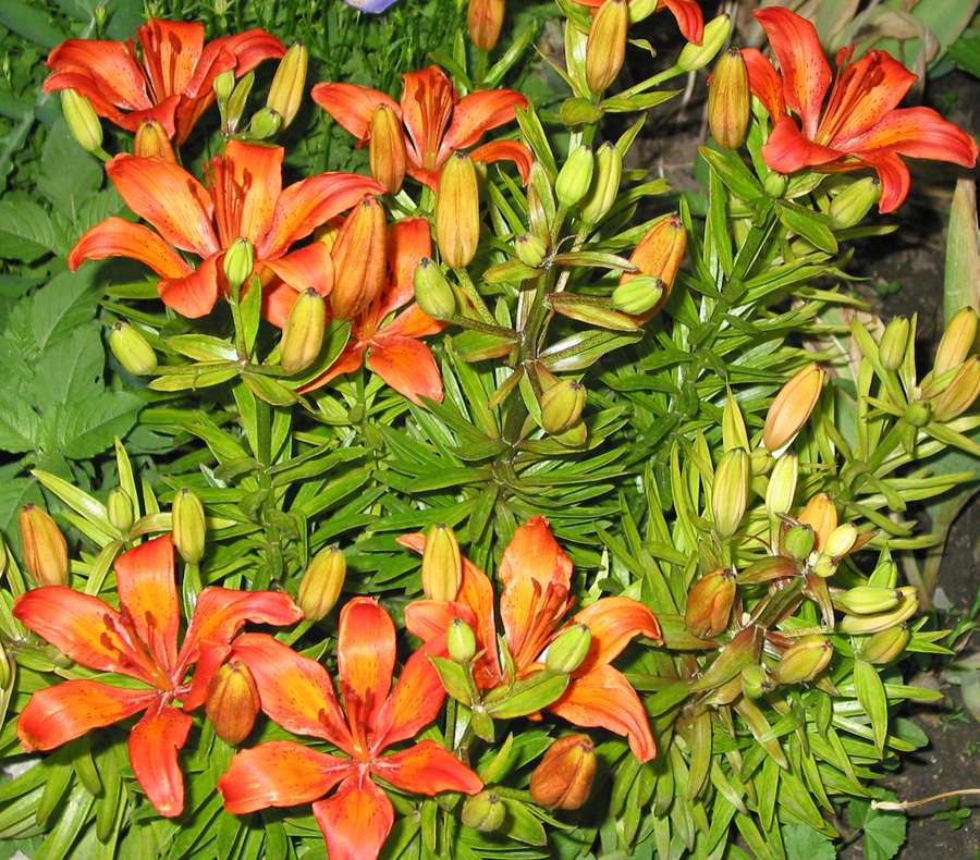 Изображение особи Lilium pensylvanicum.