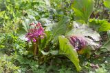 Bergenia crassifolia. Цветущее растение. Санкт-Петербург, Старый Петергоф, парк \"Сергиевка\", газон около административного корпуса. 16.05.2015.