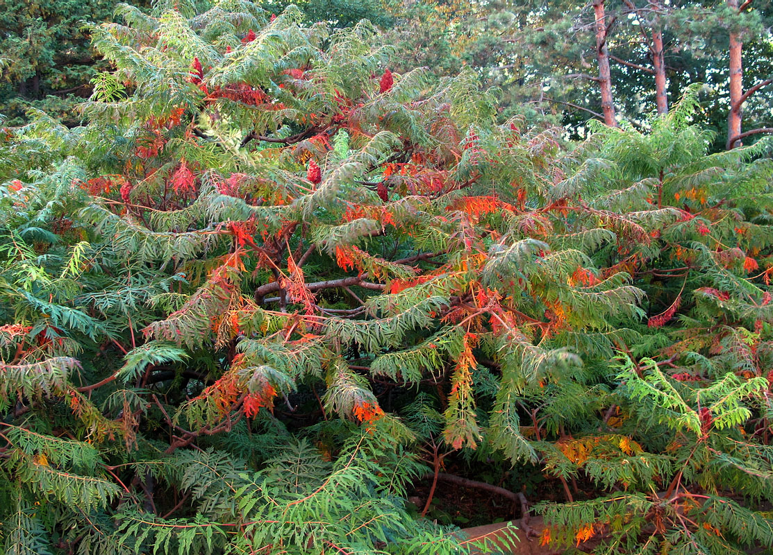 Изображение особи Rhus typhina f. dissecta.