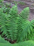 Dryopteris sichotensis. Вайи. Приморский край, Дальнегорский городской округ, окр. с. Каменка, Прямая Падь, крутой северо-восточный склон, пихтарник зеленомошный с участием кедра корейского и берёзы ребристой. 11.06.2016.