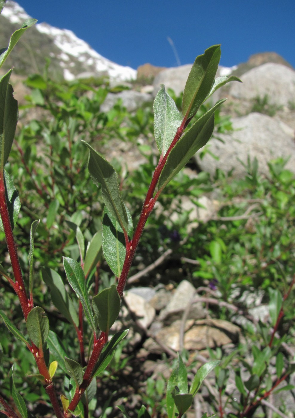 Изображение особи Salix kuznetzowii.