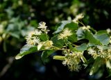 Tilia cordata