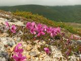 Rhododendron camtschaticum. Цветущие растения на каменисто-щебнистом склоне (позади - цветущая Сassiope ericoides). Магаданская обл., Ольский р-н, бассейн р. Окса. 29.06.2012.