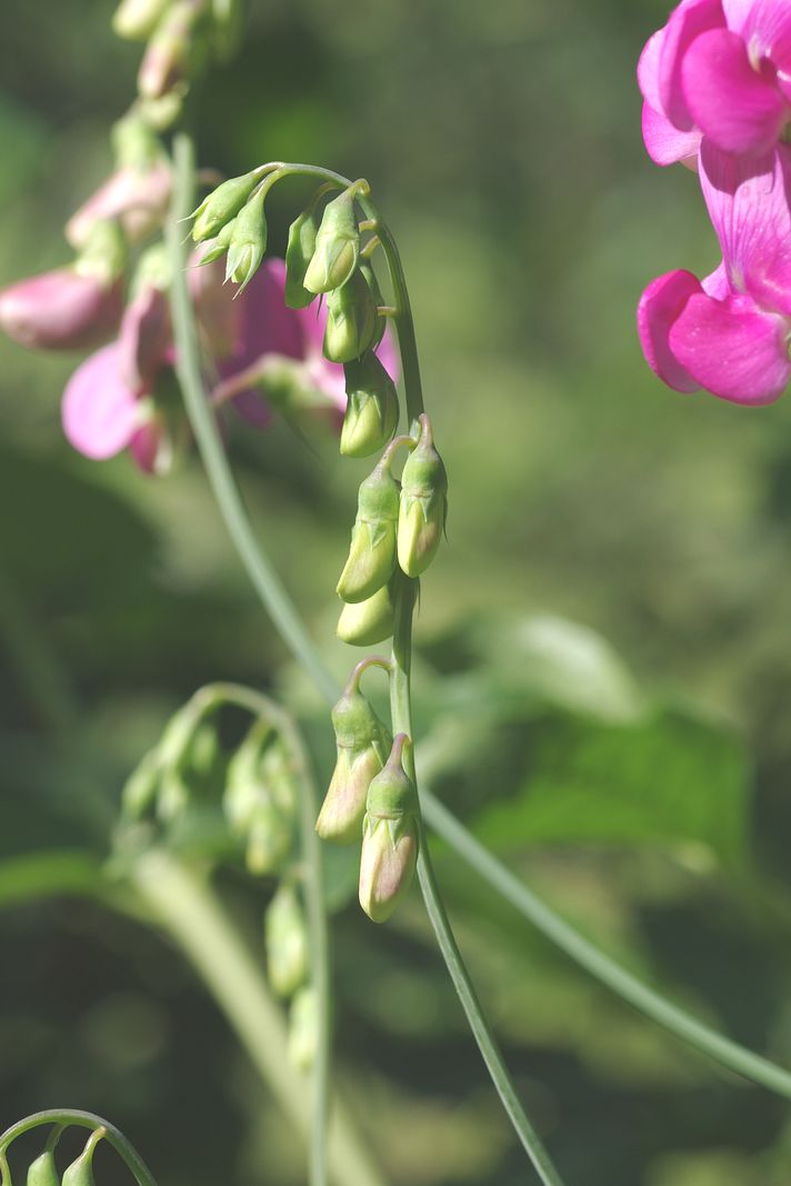 Изображение особи Lathyrus latifolius.