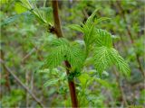 Rubus idaeus