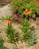 Fritillaria imperialis. Цветущие растения. Восточный Казахстан, Глубоковский р-н, окр. с. Тарханка, дачный участок, в культуре. 10.05.2017.