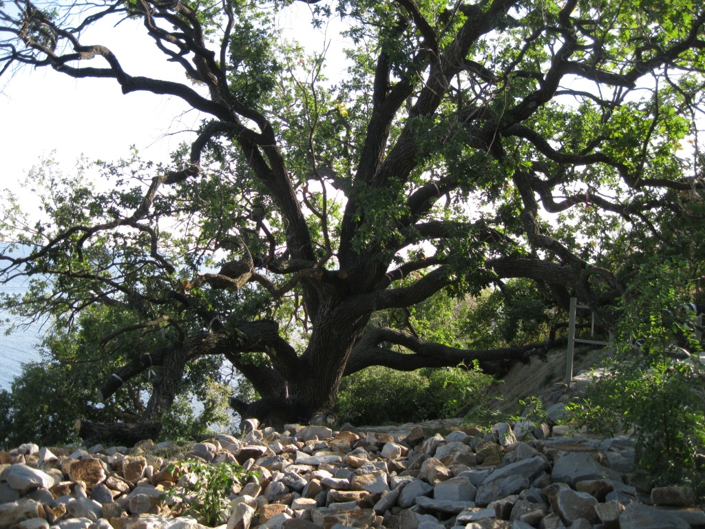 Изображение особи Quercus robur.